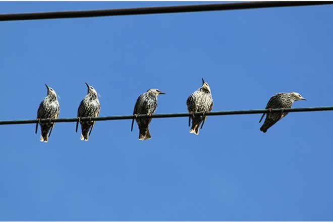 Five birds on a wire.