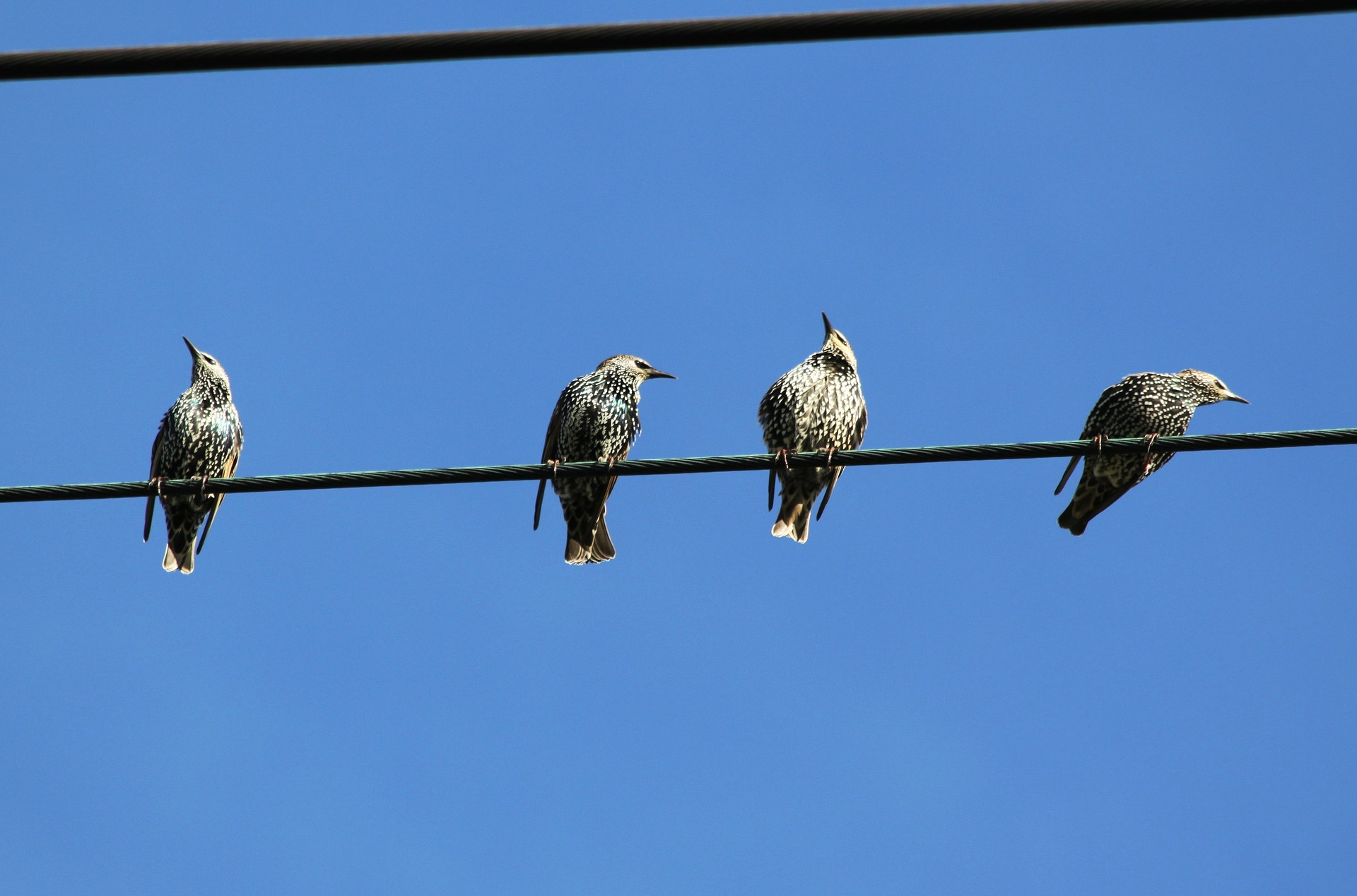 Four birds on a wire.
