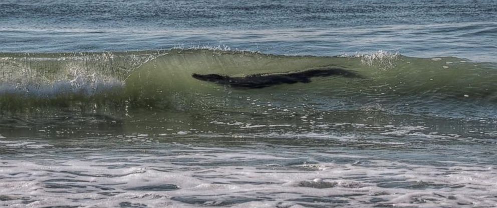 Alligator in the tide wave. Located on Myrtle Beach, South Carolina.